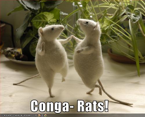 Image result for conga rats