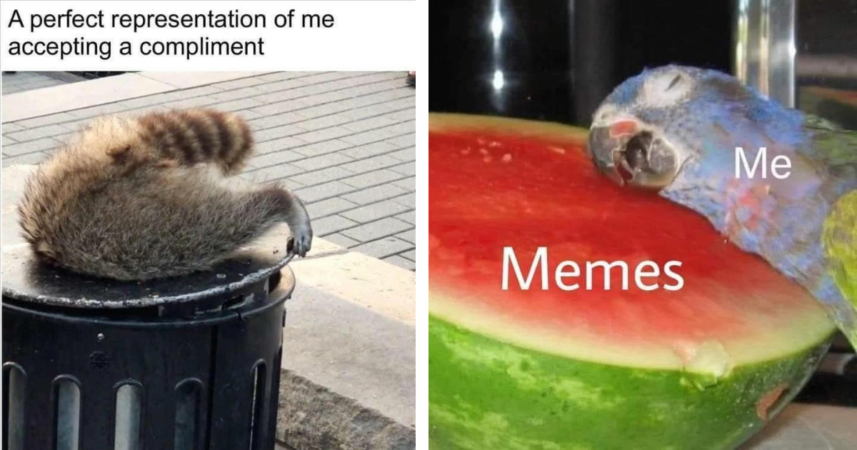 36 Fantastically Funny Animal Memes To Get You Through The Week 