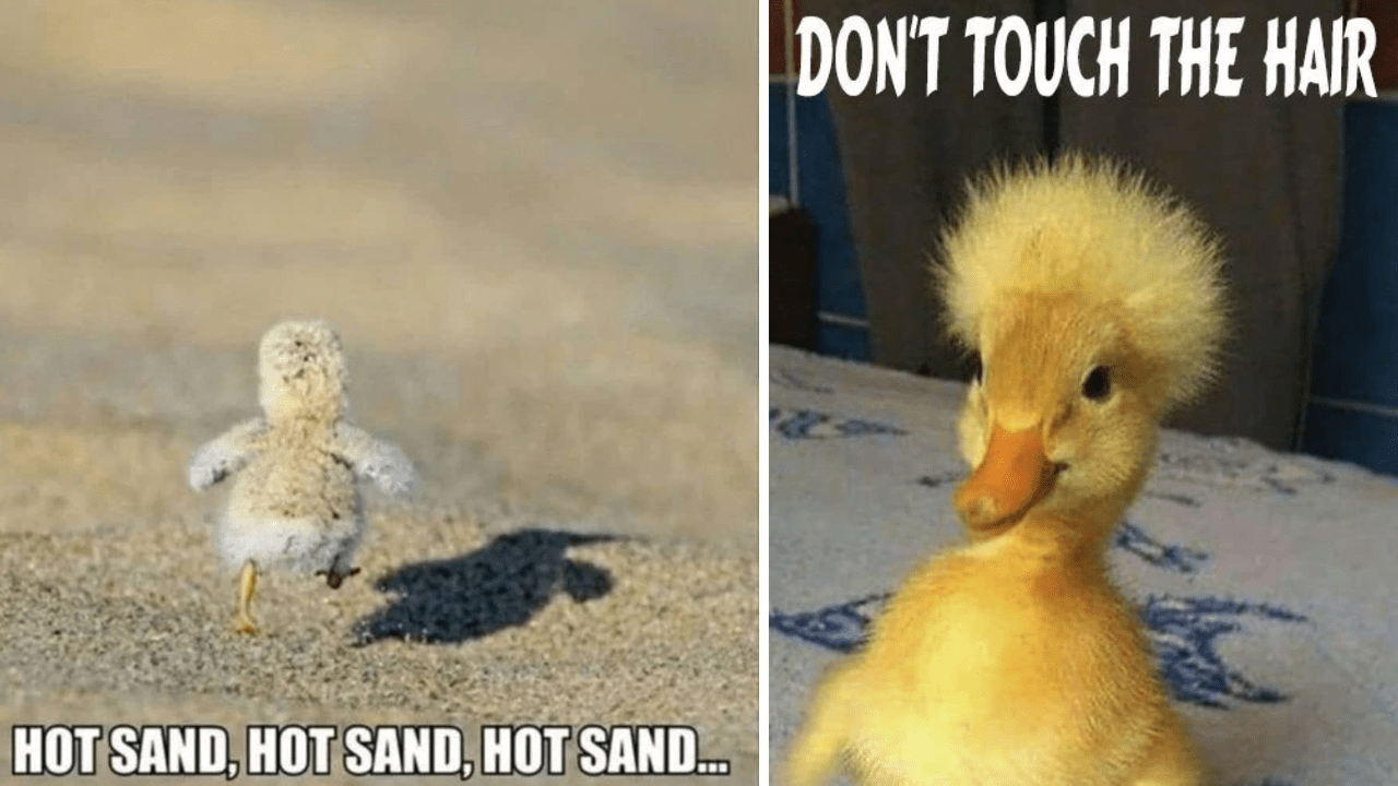 Hissterical Wholesome Duck Memes From The Land Of Quack To Brighten 