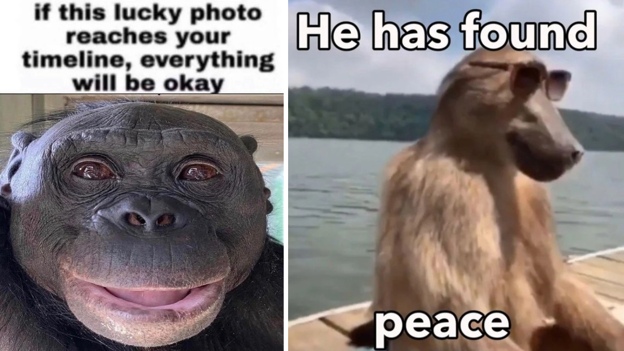 Meme little monkeys love and peace | Sticker