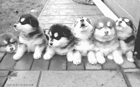 10 Adorable Puppy Gifs To Celebrate National Puppy Day I Can Has Cheezburger