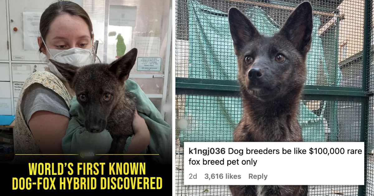 World's First Fox-Dog Hybrid Discovered: See Photos, 41% OFF