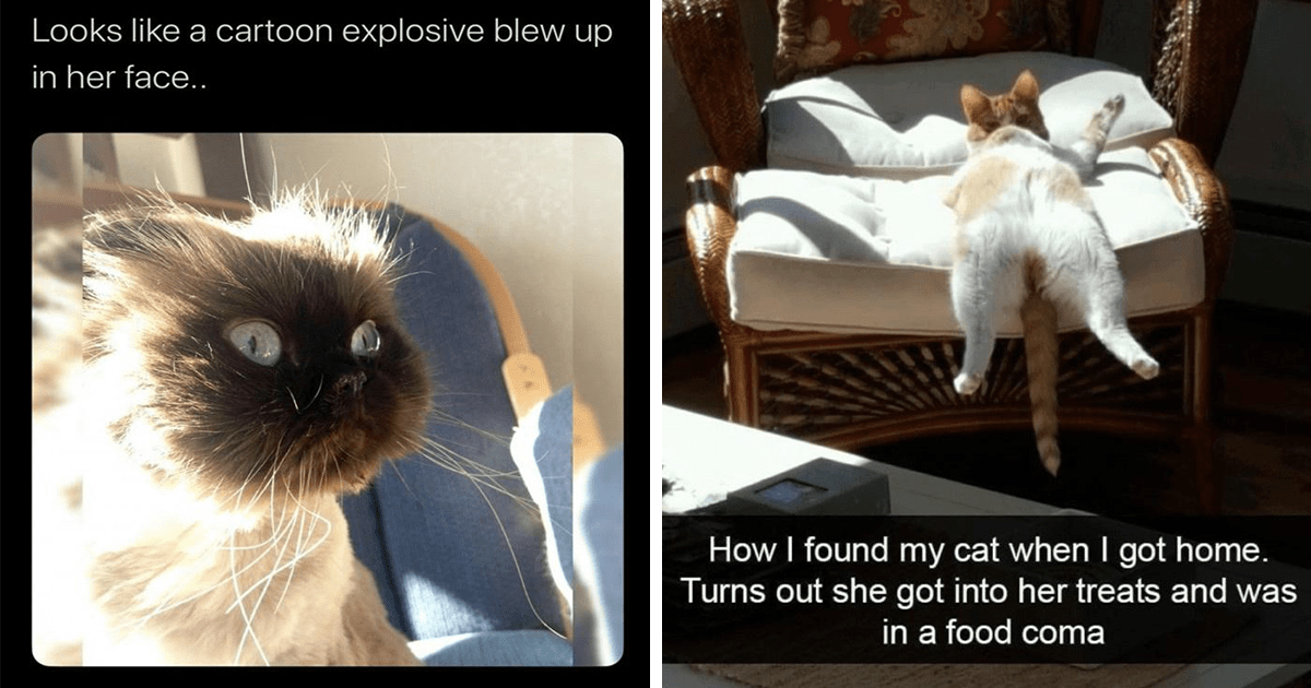 Nineteen Derpy Cats Making Stupid Faces - Memebase - Funny Memes