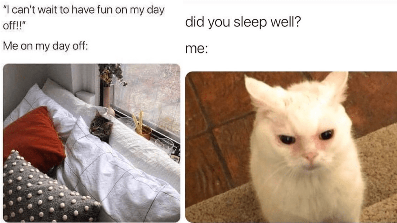 Hissterical Mid-Week Memes Of Cats Trying Their Best To Get Through The ...