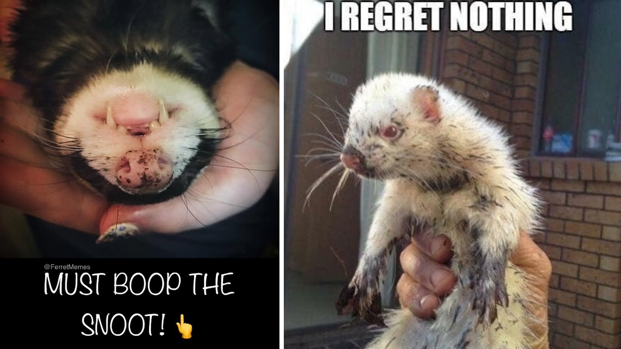 Fantastical Ferret Memes From Inside The Burrow To Celebrate Clawing