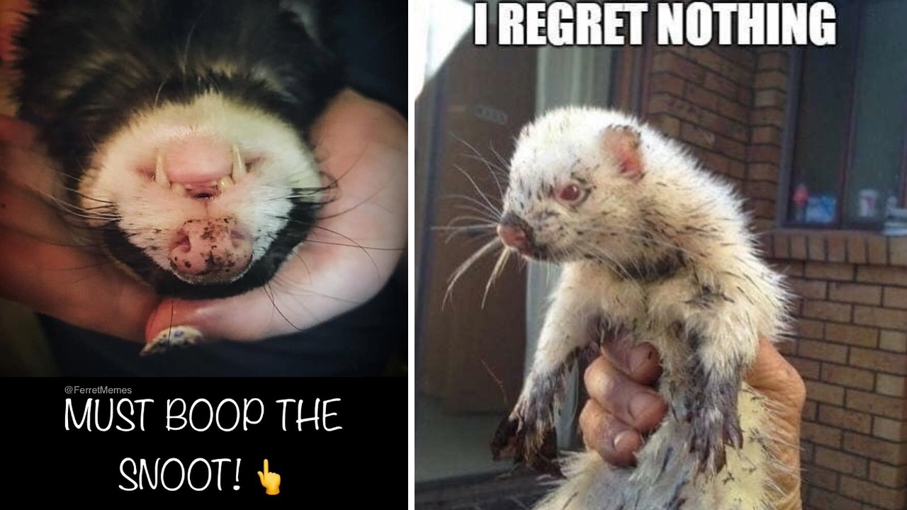 Fantastical Ferret Memes From Inside The Burrow To Celebrate Clawing Our  Way To The End Of The Week - Animal Comedy - Animal Comedy, funny animals,  animal gifs