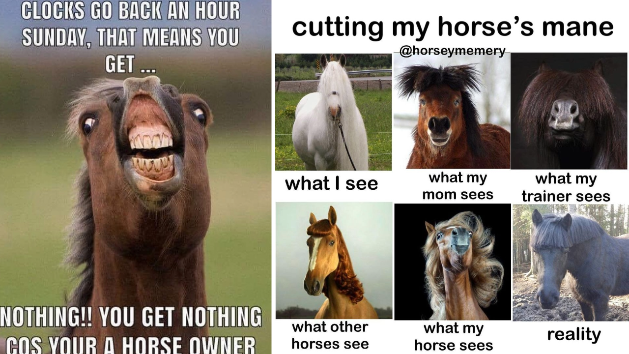 Sitting In The Saddle Saturdays: Wholesome Horse Memes To Help Shake Off  The Work Week Blues - Animal Comedy - Animal Comedy, funny animals, animal  gifs