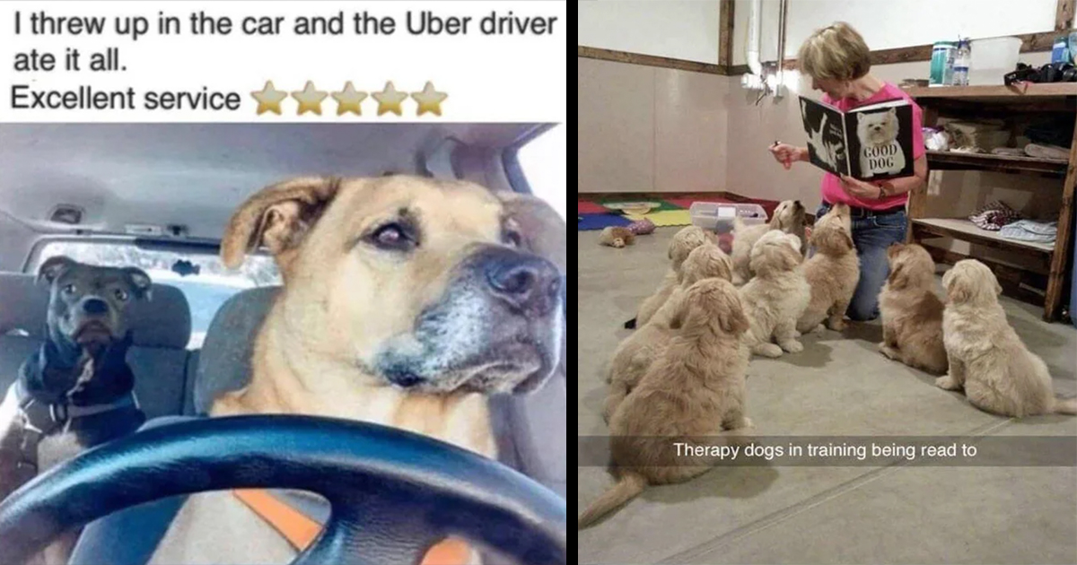 25 Adorable Working Dogs With Very Important Jobs Memebase Funny Memes