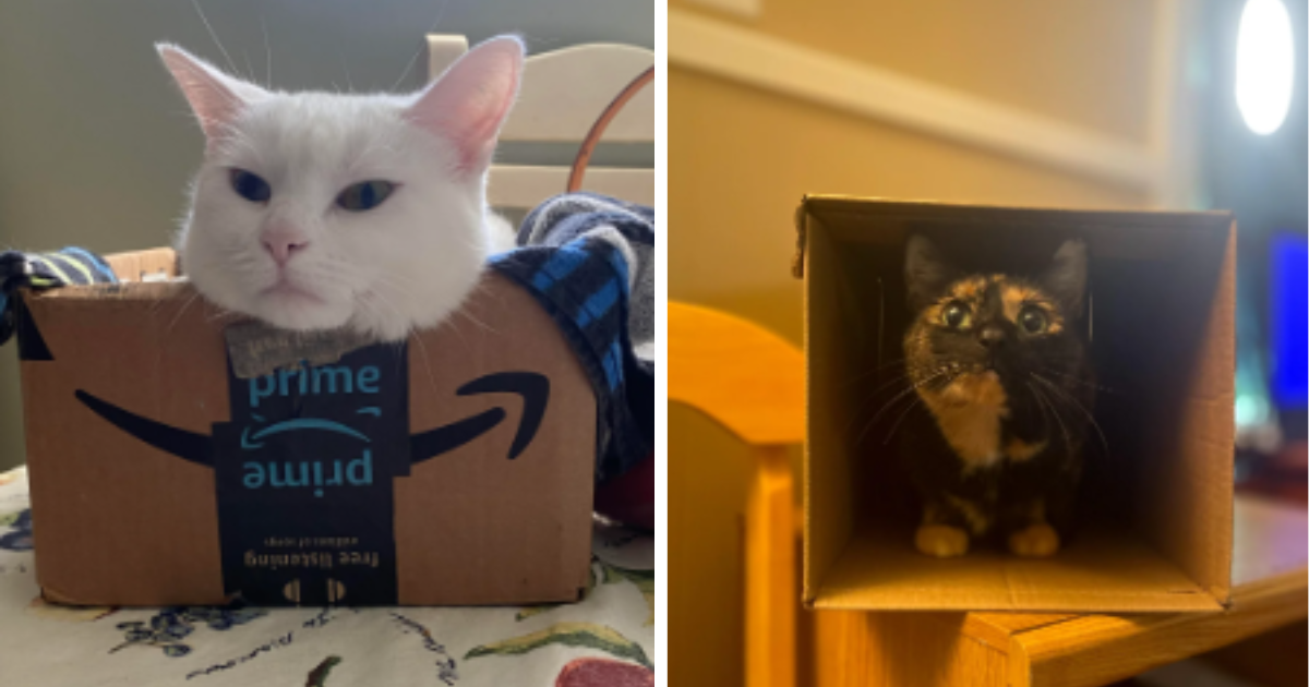 If The Cat Fits It Sits: 20 Adorable Kitty Pics That Prove That Boxes ...