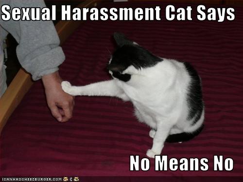 Sexual Harassment Cat Says No Means No Cheezburger