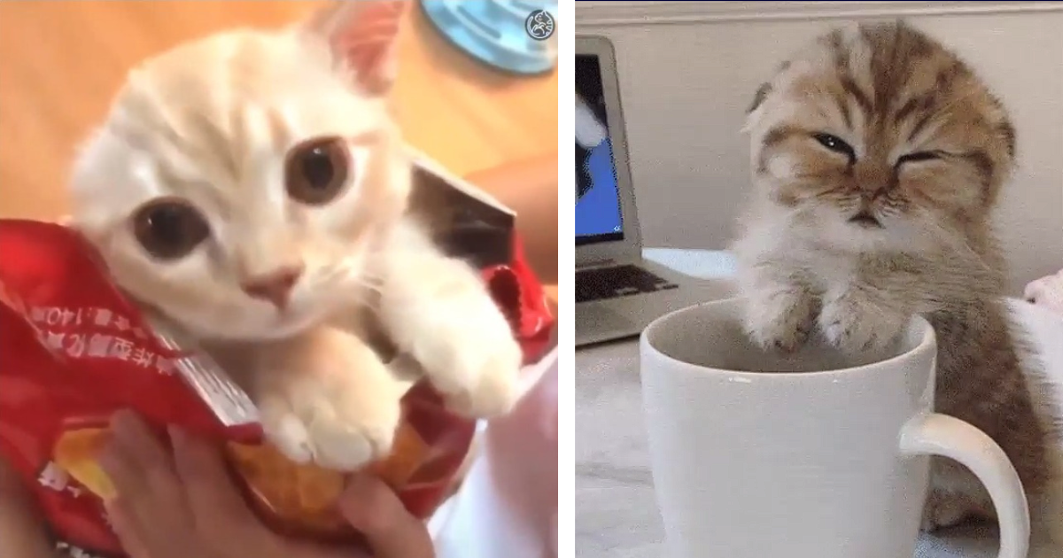 GIF Attack: 26 Of The Most Adorable Cat GIFs Of The Week (September 20