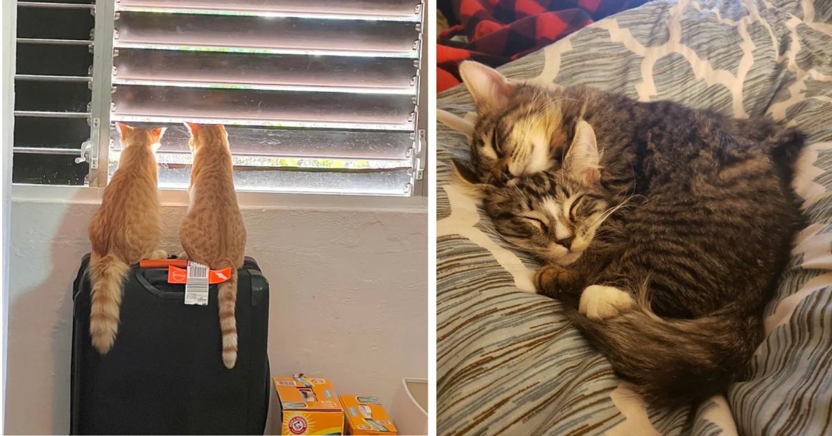 36 Heartwarming Pairs Of Purrfectly Bonded Kitties That Go Together ...