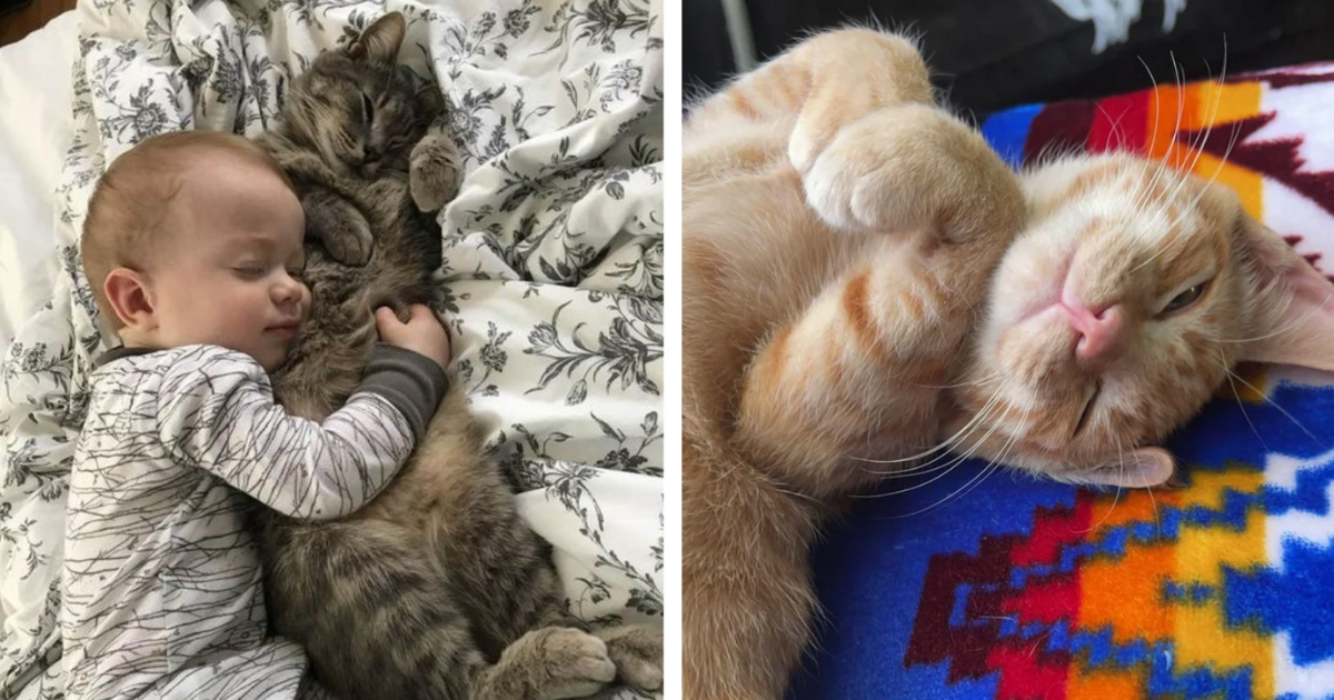 Smitten For Mittens: 31 Cute Cats With Curled Feetsies That Set Our ...