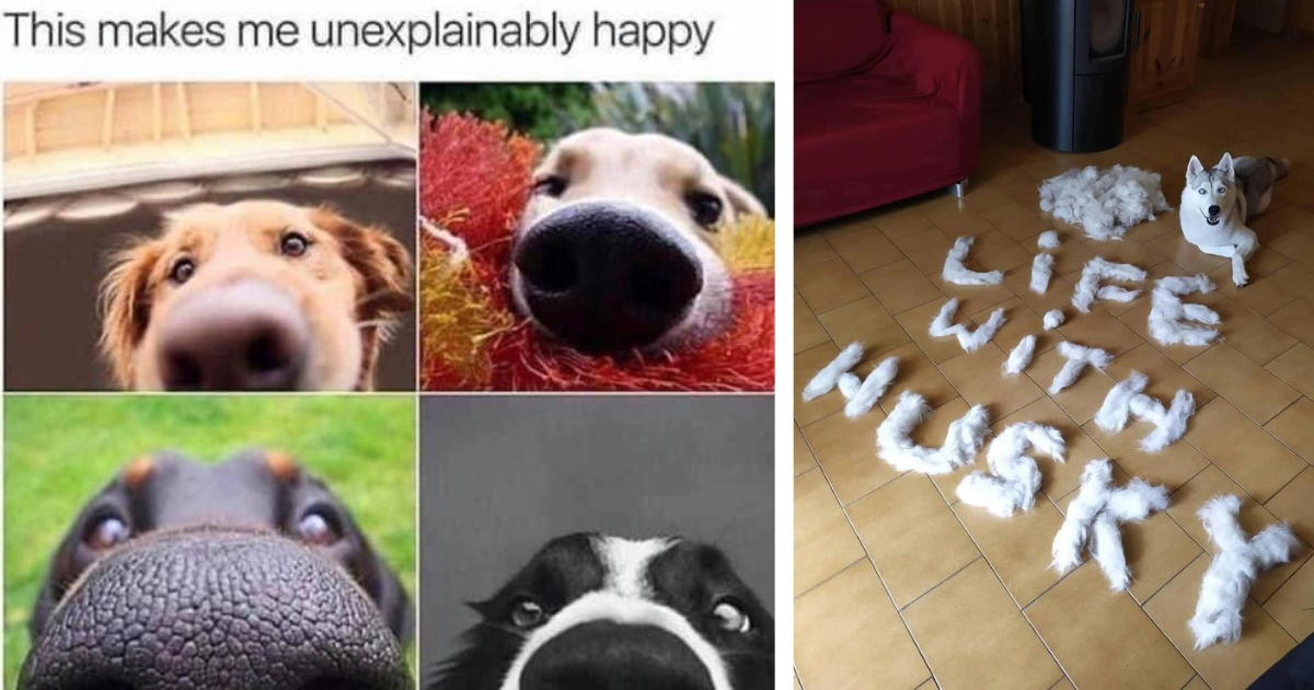 32 Dog Memes That Are A Little Ruff - Gallery