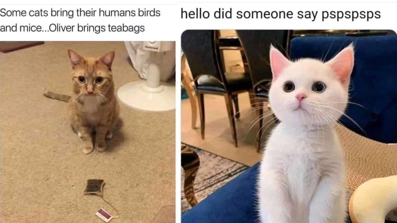 Wholesome And Mildly Spicy Memes Of Cats The Only Untamable House Pet ...