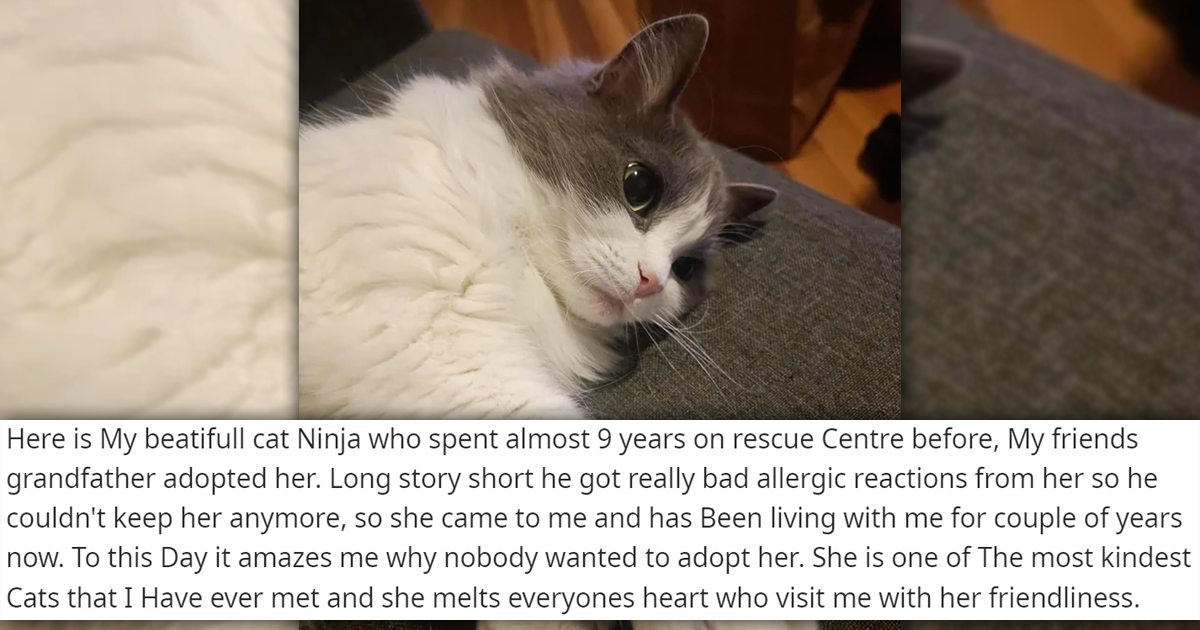 Meet The Newly Adopted Feline Faces Of The Week 19 Heartwarming Cat