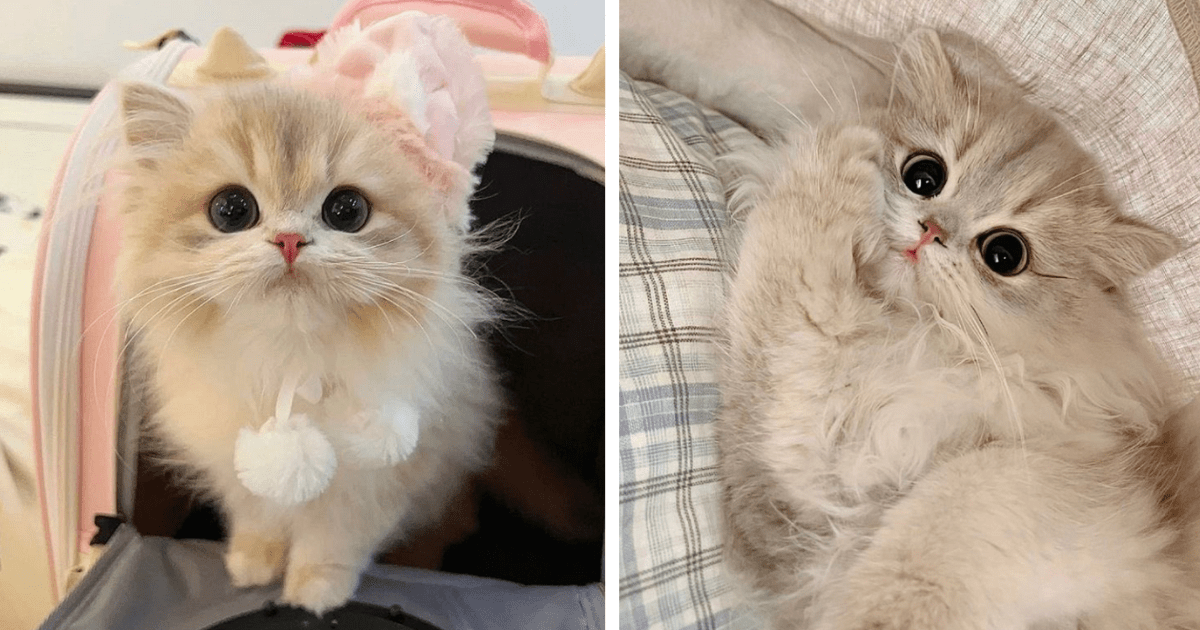 25 Critically Cute Cat Pics To Start Your Sunday With A Smile - I