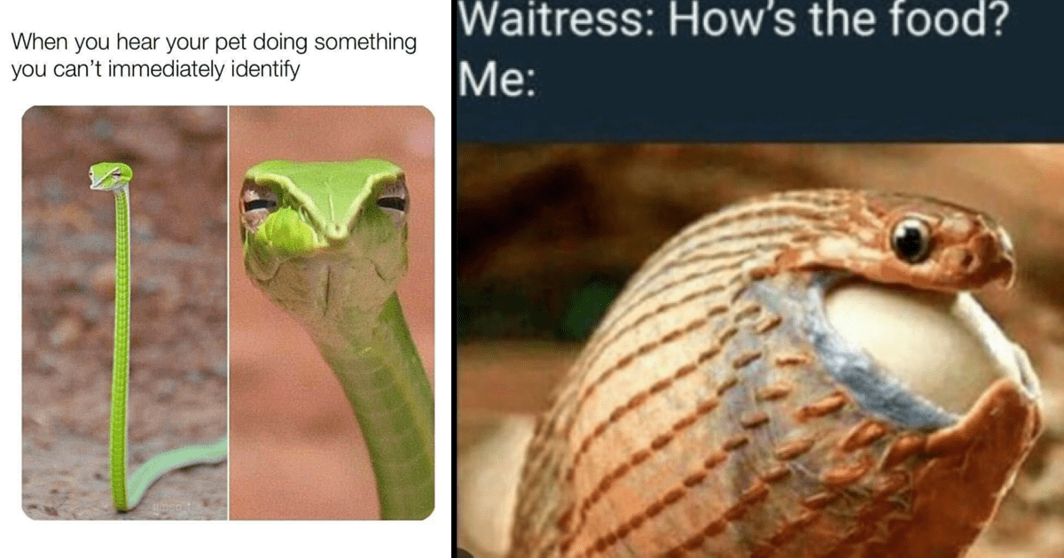 funny snakes with captions