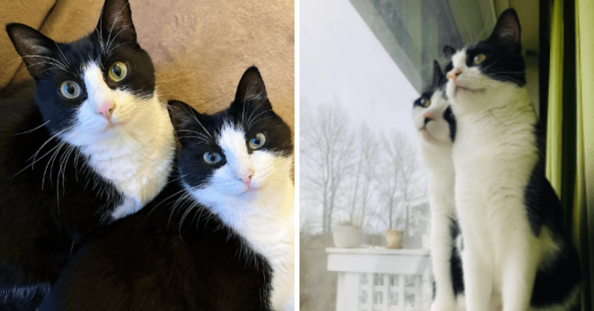 Double Trouble: 20+ Purrfectly Adorable Moments With Our Twinning ...