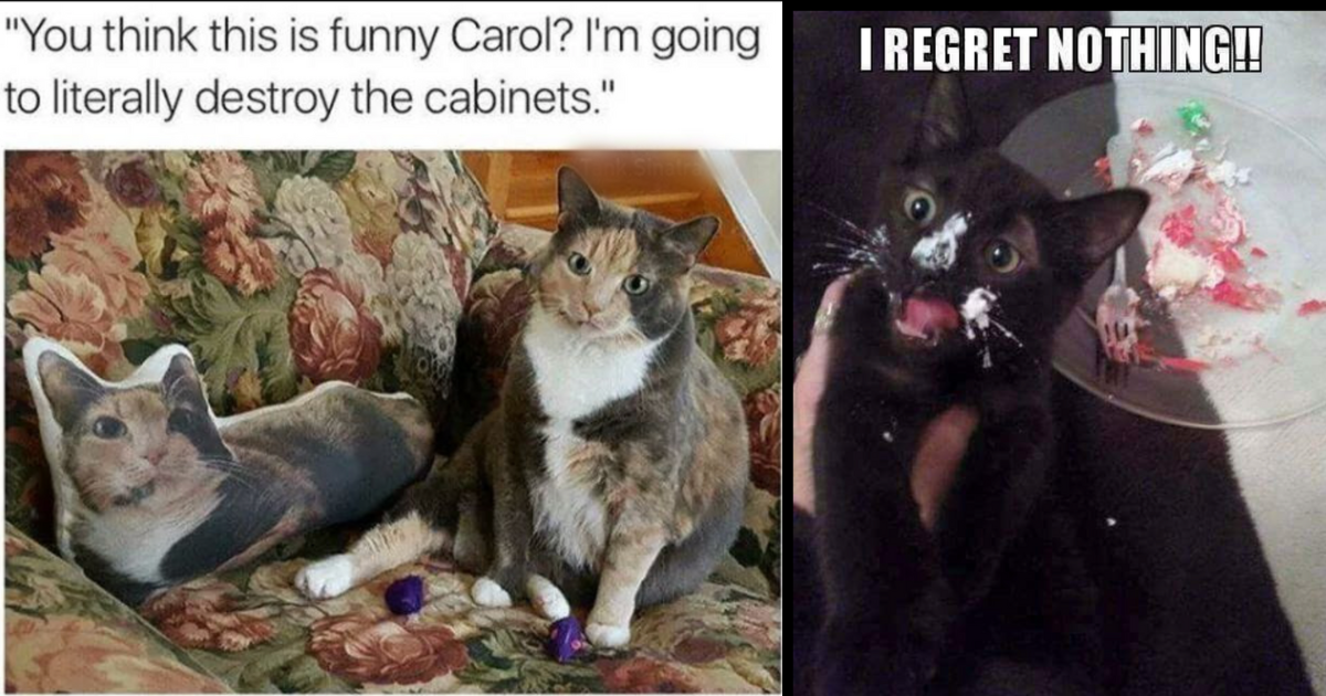 35+ Hissterical Cat Memes For All The Grumpy Cats Who Need A Fast ...