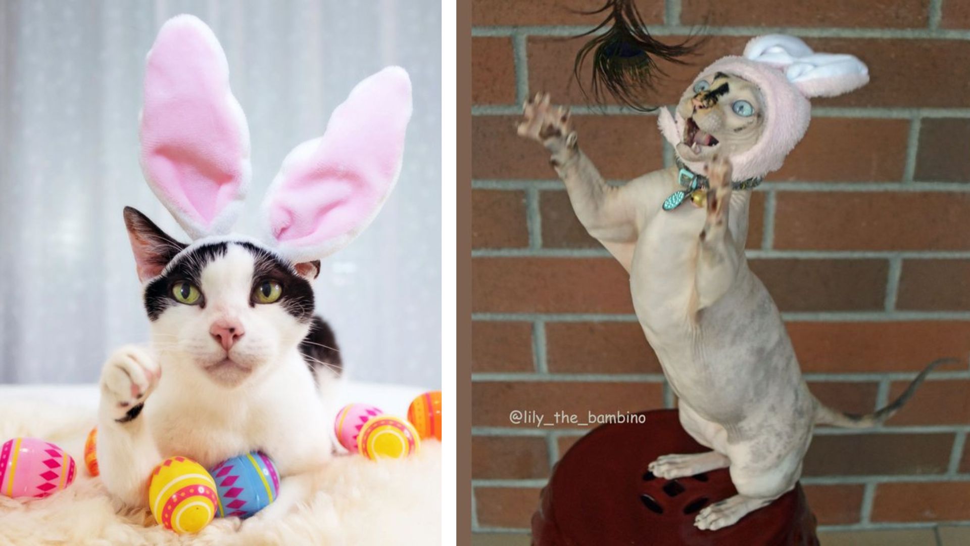A Cat Hat Catwalk: 25 Cute Cats Rocking Their Ar-meow-ni and Purr-da Feline Fashion