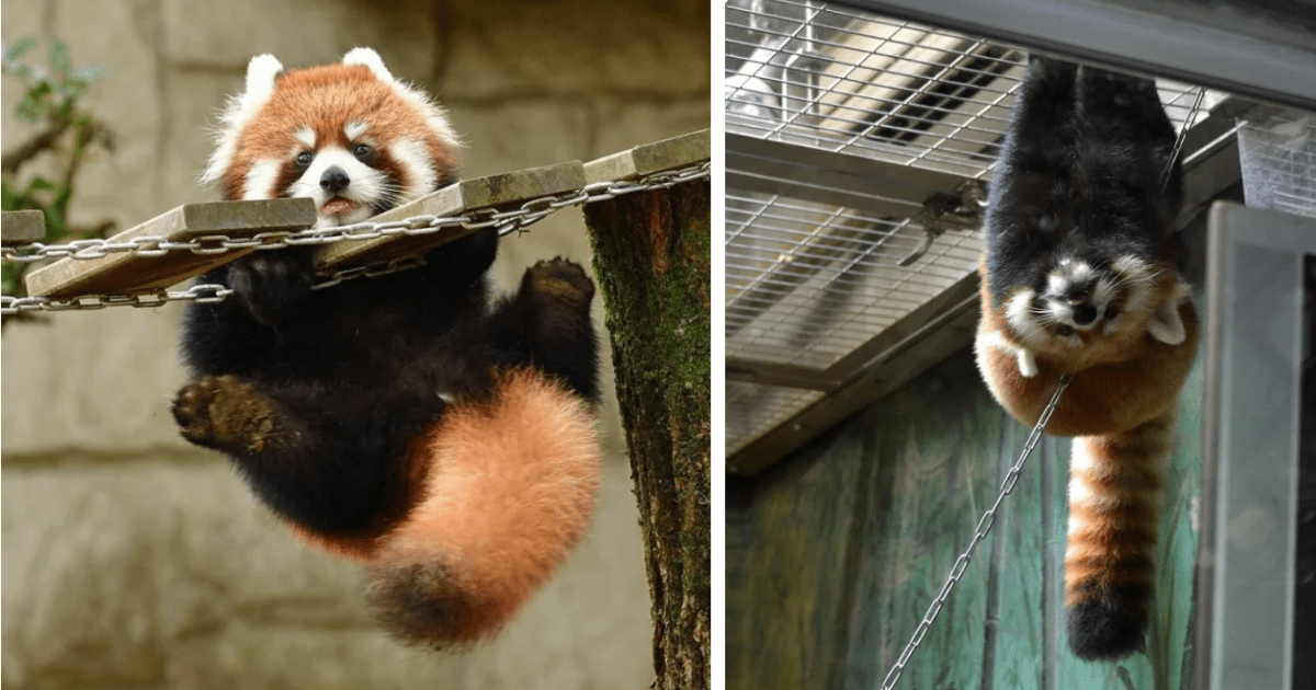 red panda diagram of evolution