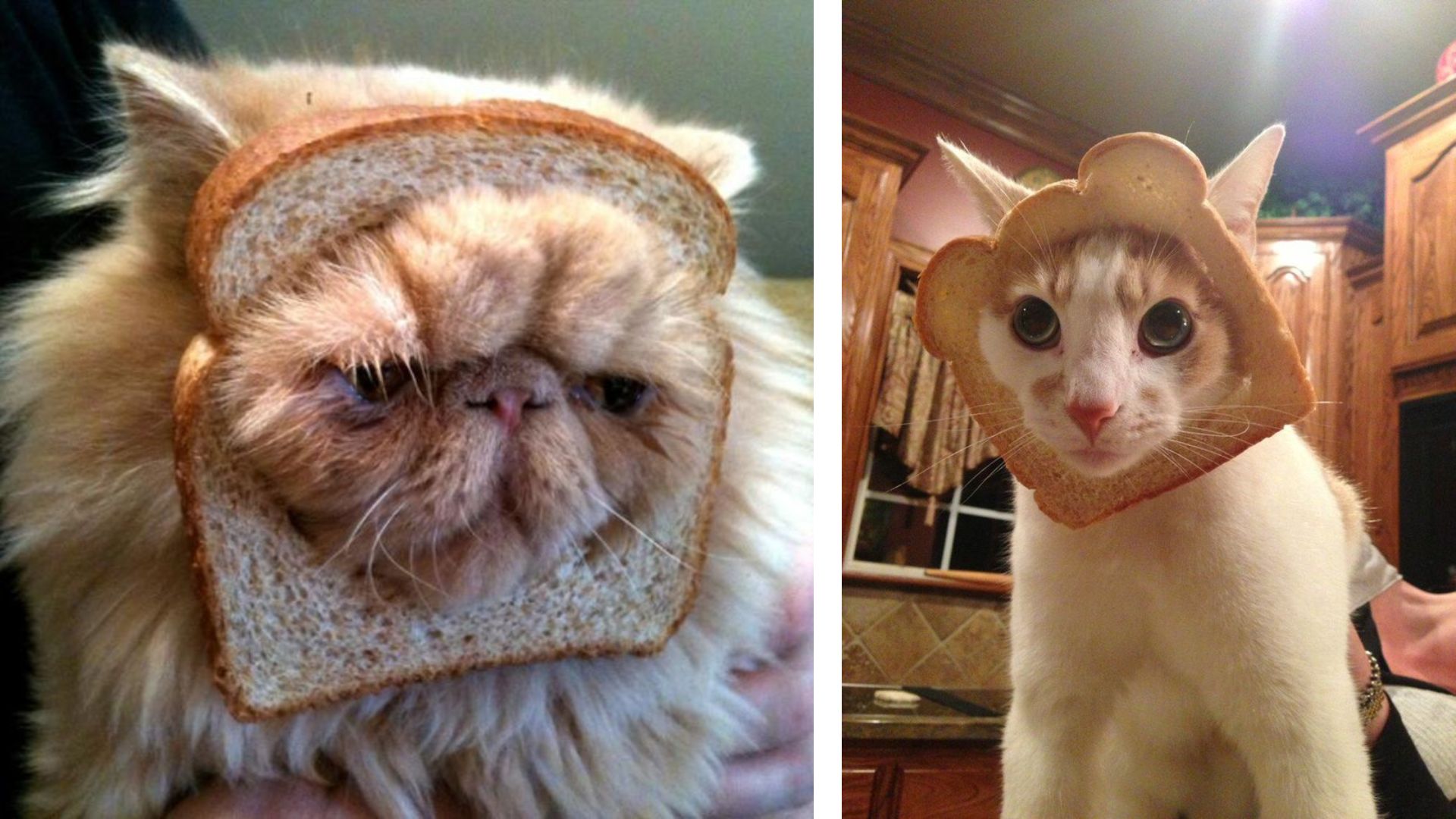 Bread cat 2025