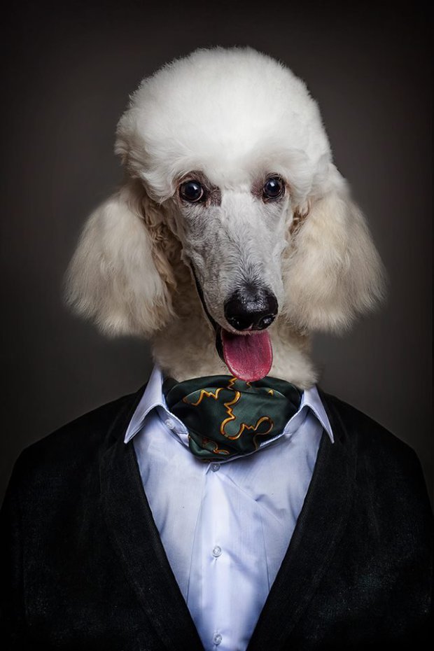 Dogs dressed 2025 as humans