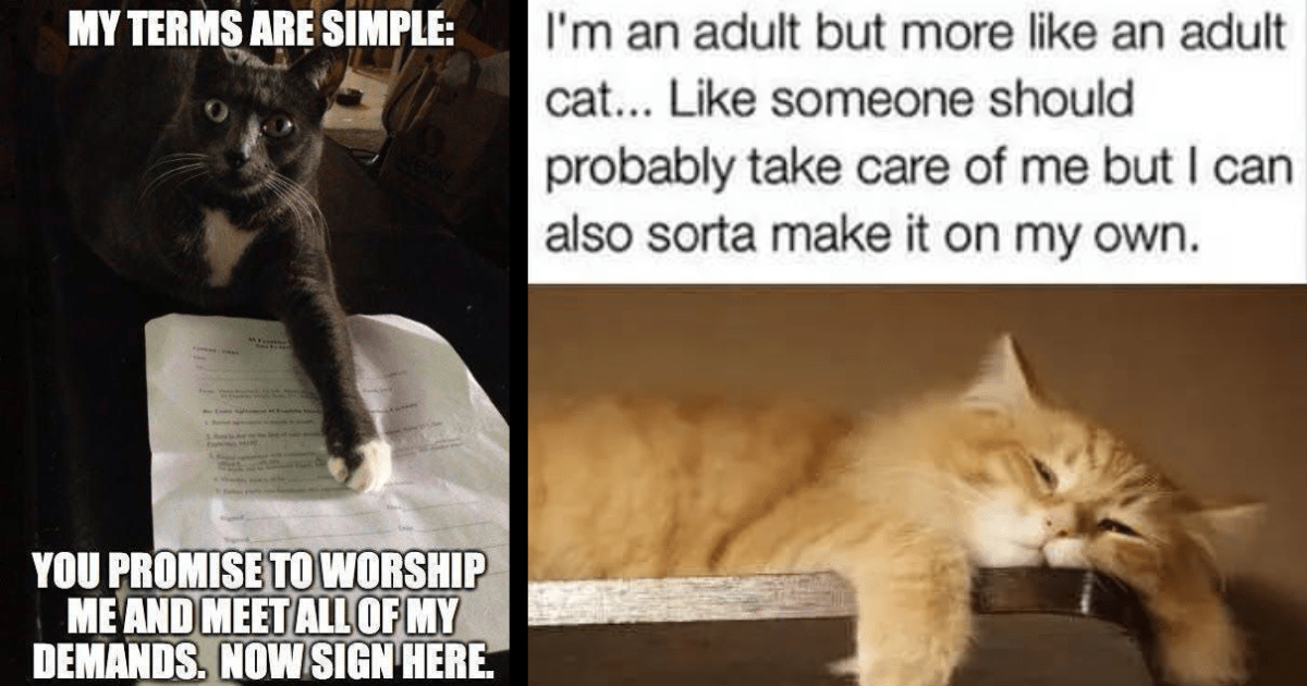 20+ Annoyed Cat Memes For All The Grumpy Cats At Work Today - I Can Has  Cheezburger?