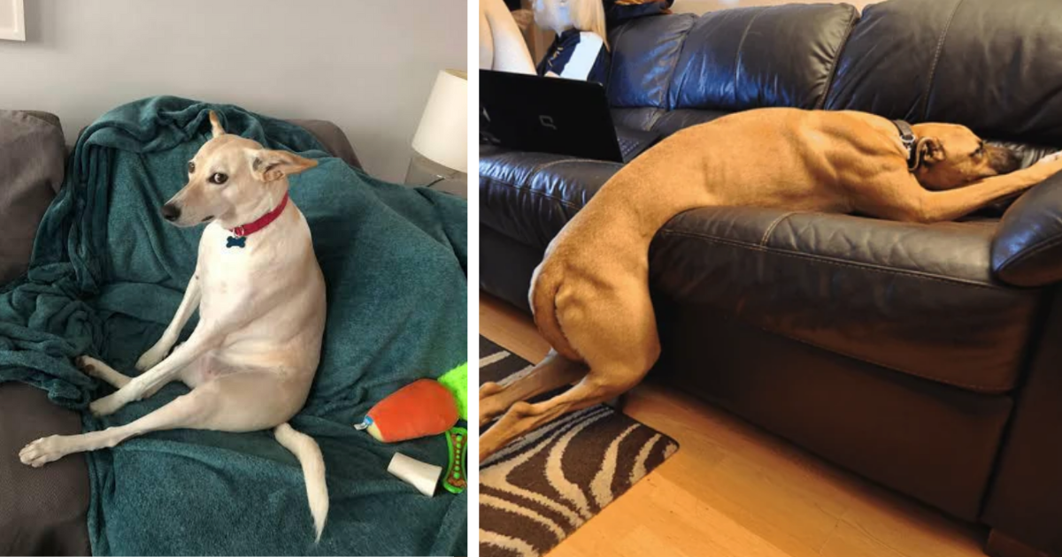 23 Super Silly Doggos Channeling Their Inner Hooman And Doing Hooman