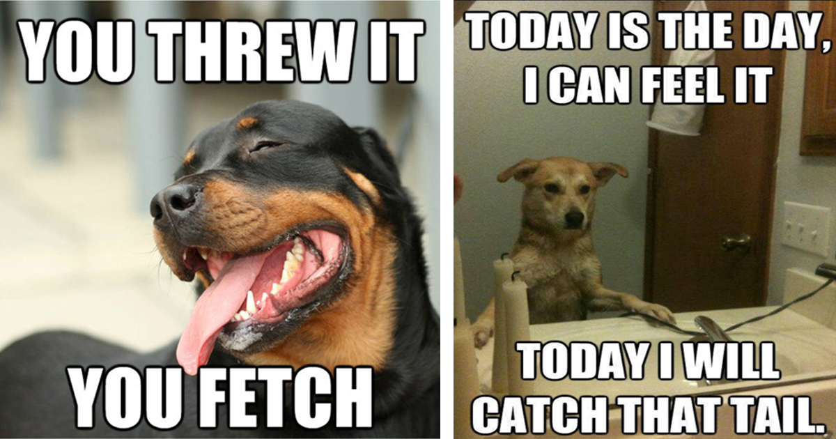 30 Funny Friday Dog Memes For A Laughtastic Weekend Animal Comedy