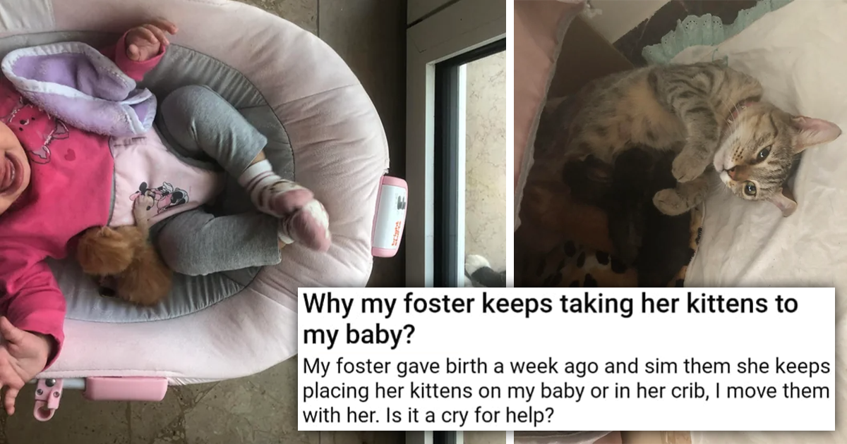 'Single Mothers Helping Each Other' Sweet Cat Momma Keeps Bringing Her