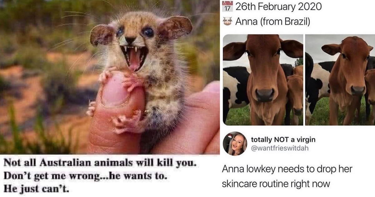 Fresh, Feisty And Funny Animal Memes To Get You In The Saturday ...