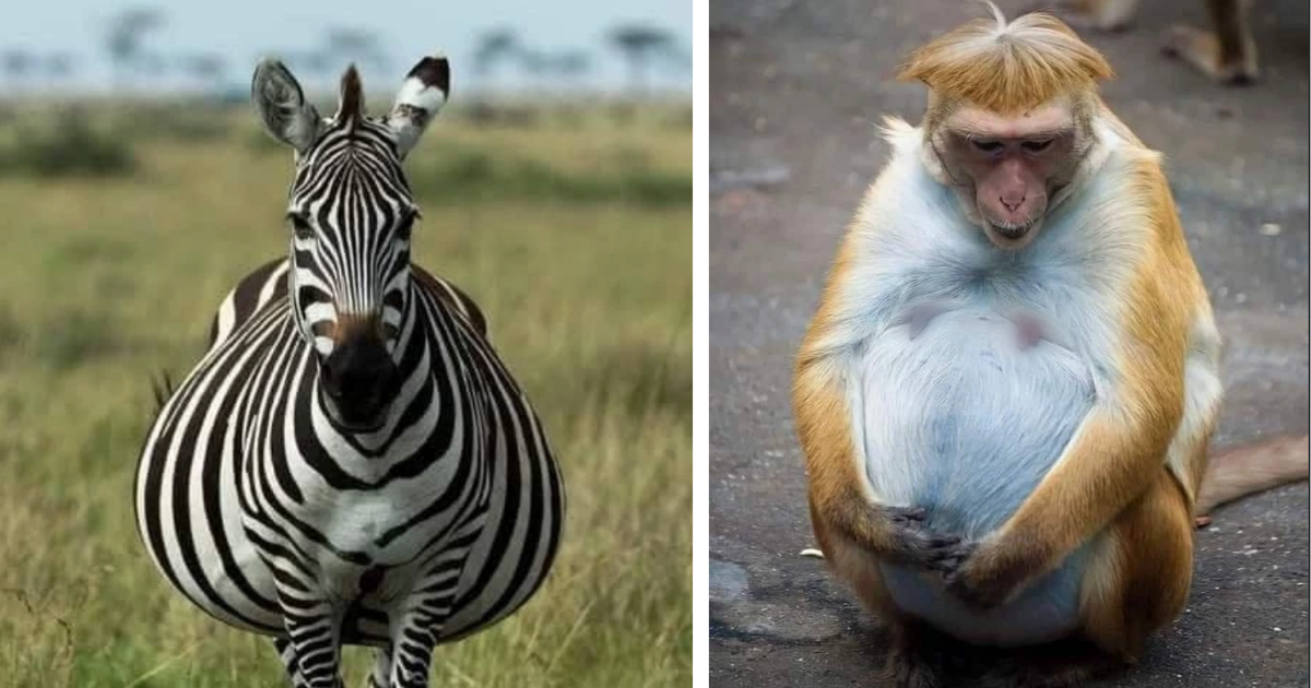 The Circle Of Life: 22 Marvelous Mommies Welcoming New Animal Life With