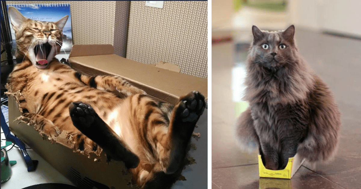 Cats in 2024 small boxes