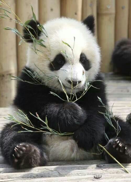 13 Adorable Gifs Of Pandas, Just Being Pandas - I Can Has Cheezburger?