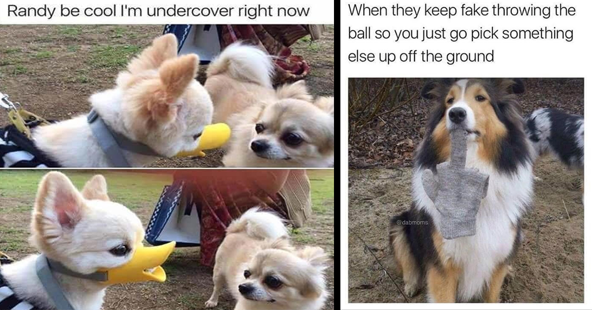 30+ Wholesome Dog Memes for Canine Enthusiasts (October 12, 2023 ...