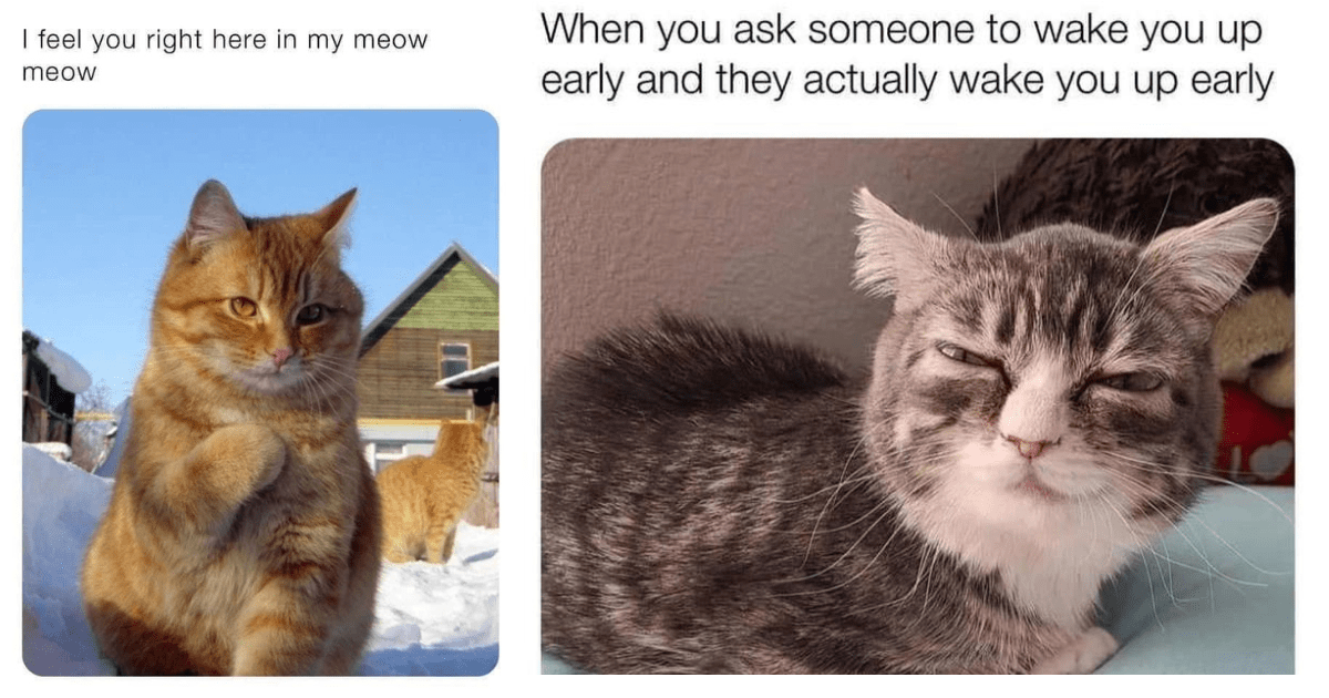 27 Mood Lifting Cat Memes For A Better Day (October 13, 2023) - I Can ...
