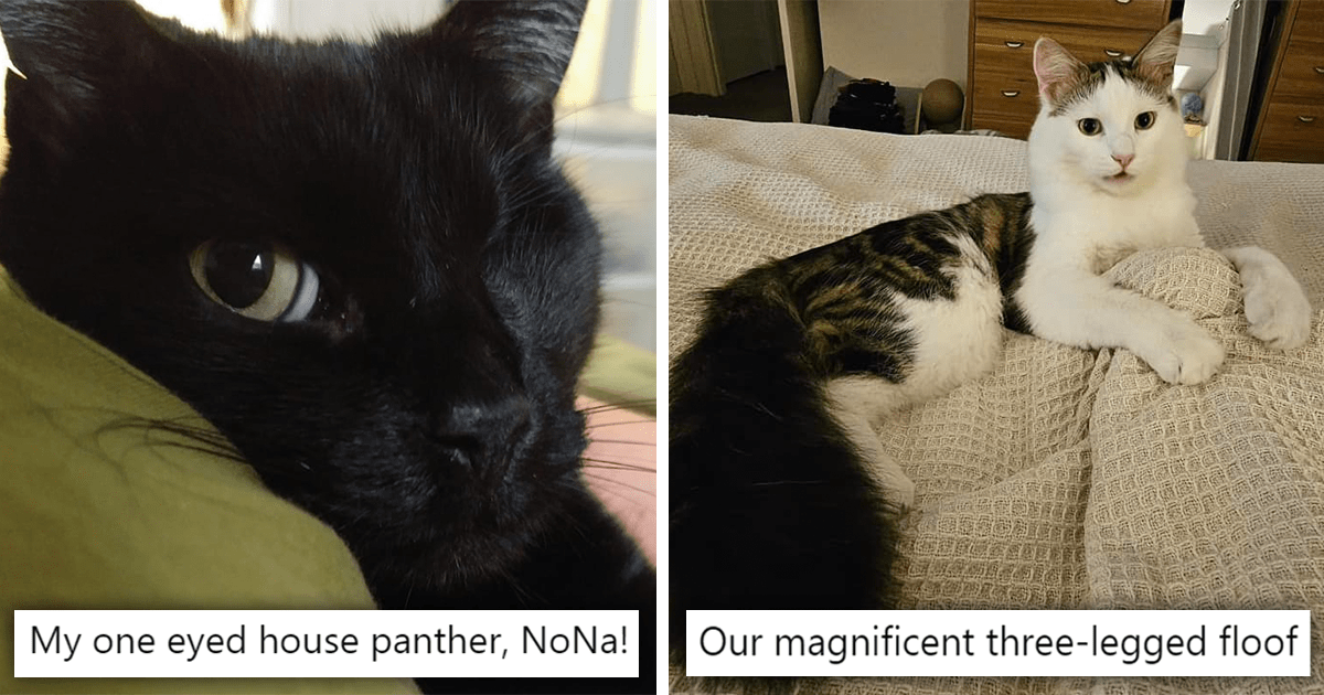 Giving Some Well-Deserved Love To 'Impurrfect Cats': The Pawfect ...