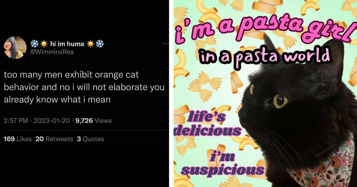 35+ Hissterical Cat Memes For All The Grumpy Cats Who Need A Fast ...