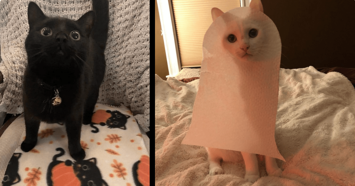 15 Dogs and Cats Wearing Adorable Raincoats - I Can Has Cheezburger?