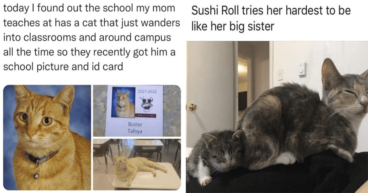 Sunday Morning Wake Up Call: Wholesome Cat Memes To Start The Day With ...