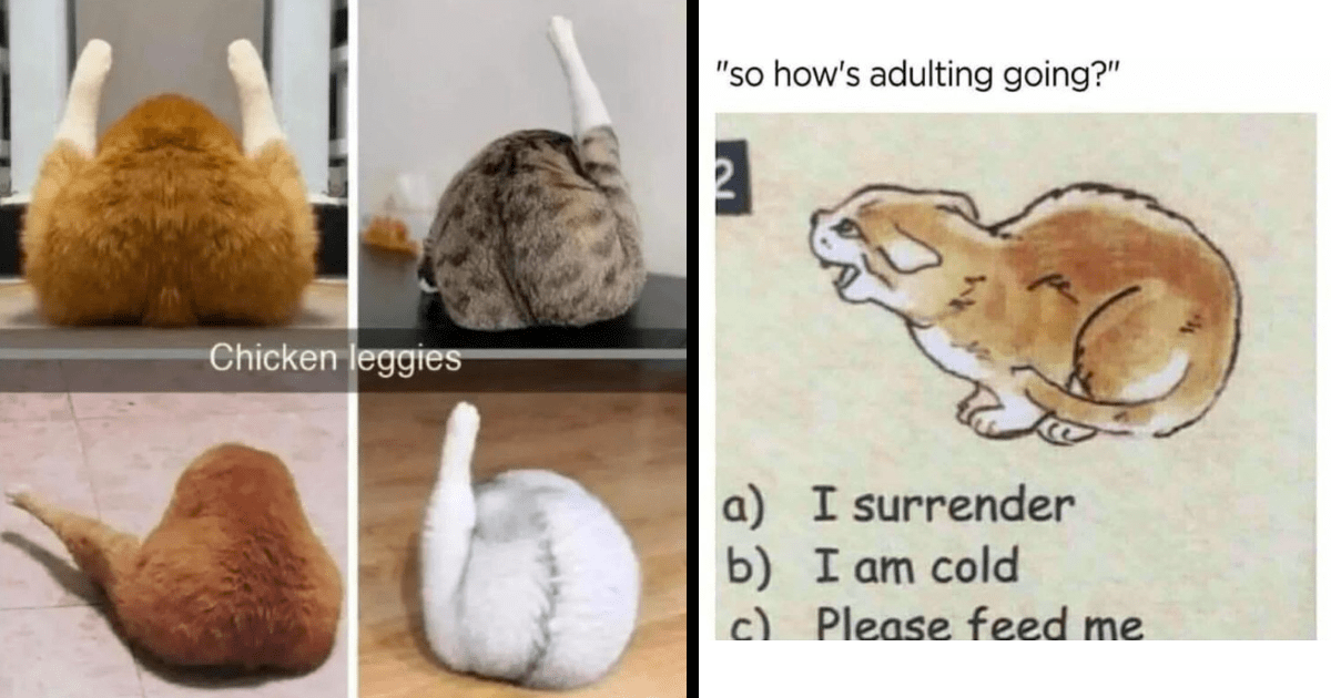 Weekly Treat of Cat Memes for Feline Fanatics October 18 2023