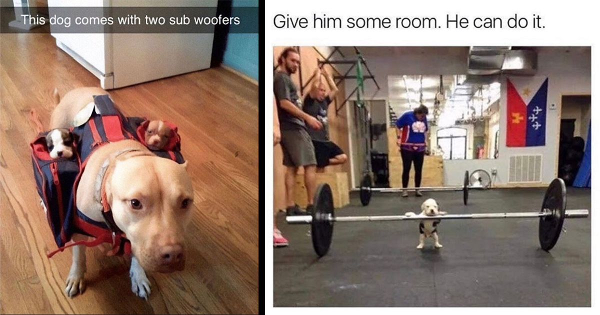 Dogs Puppies Pupper Doggo Cute Memes Wholesome Memes Aww Heartwarming Uplifting Memes Dumb Memes