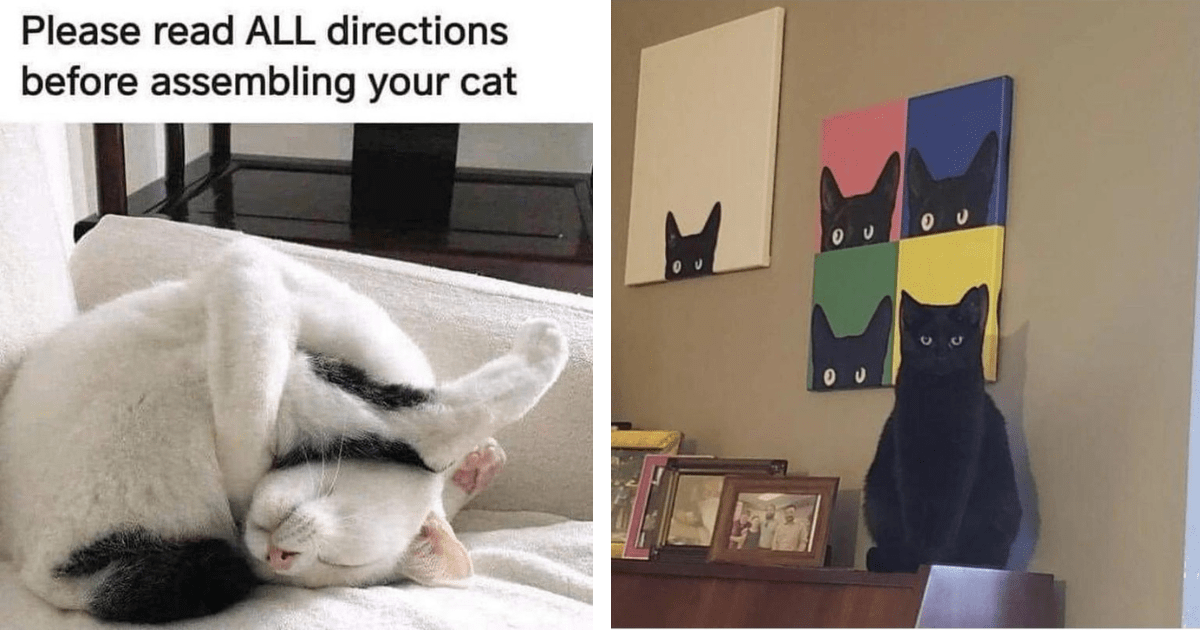 30 Cute And Funny Cat Memes To Get You Ready For Caturday - I Can Has ...