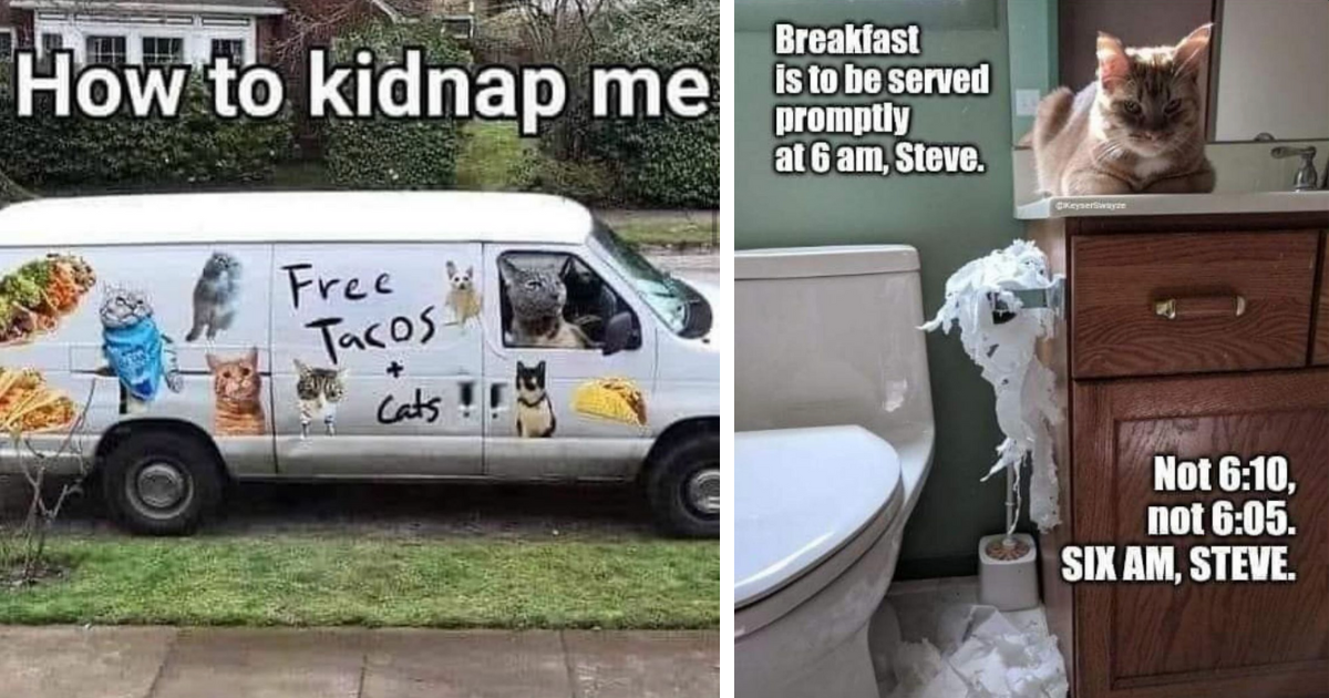 35+ Hissterical Cat Memes For All The Grumpy Cats Who Need A Fast ...