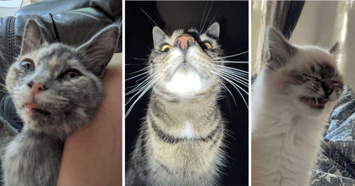 Nineteen Derpy Cats Making Stupid Faces - Memebase - Funny Memes