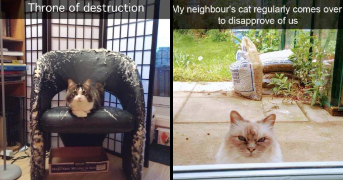 Furr-tastic Cat-itude: 25 Purr-fectly Hilarious Cat Memes For A ...