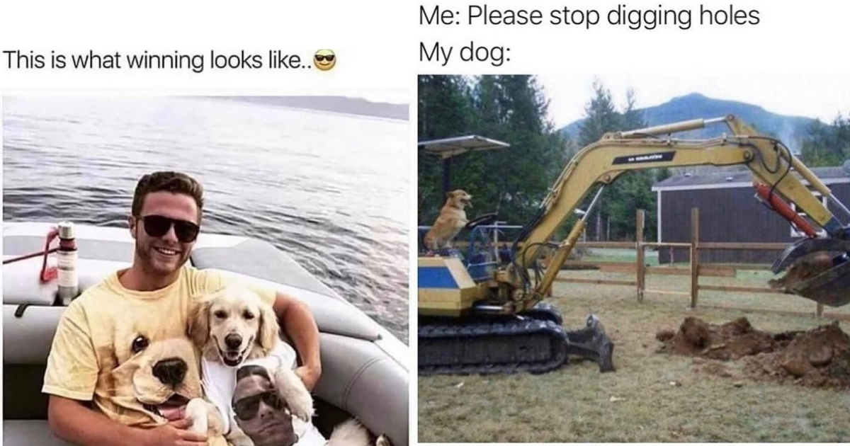 Living The Doggo Dream Hilarious Dog Memes From The Canine Kingdom’s