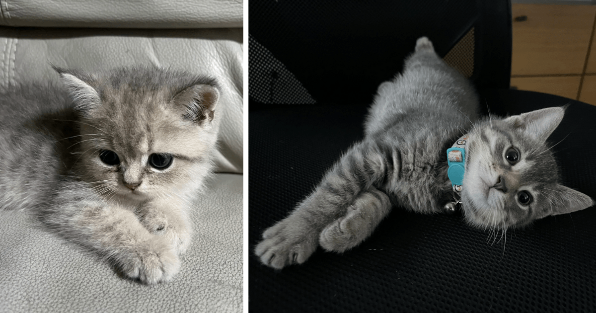 Cute grey hot sale cats